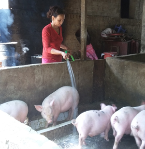 Với ý chí, nghị lực và quyết tâm thoát nghèo, chị Đinh Thị Thủy đã nỗ lực vươn lên thoát nghèo từ 2 bàn tay trắng. ảnh: Chị Thủy chăm sóc đàn lợn của gia đình.