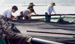 Đối với các địa phương có diện tích nuôi trồng thủy sản trên vùng hồ sông Đà, UBND tỉnh chỉ đạo tăng cường công tác phòng dịch, hạn chế tối đa thiệt hại khi có dịch bệnh xảy ra.