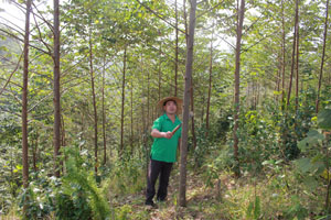 Ông Lường Văn Dong, trưởng xóm Than, xã Tân Pheo (Đà Bắc)  đang chăm sóc rừng cây bồ đề, dự kiến năm 2018 cho thu hoạch.