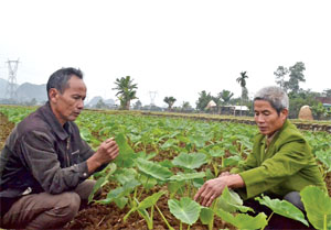 Sau khi hoàn thành dồn điền, đổi thửa, nhiều hộ nông dân thôn Ao Hay, xã Yên Trị (Yên Thủy) áp dụng mô hình khoai sọ cấy mô phát triển kinh tế gia đình.