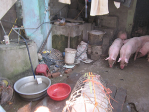 Thực hiện giết mổ lợn tại nơi không đảm bảo vệ sinh gây nguy cơ lây nhiễm chéo và mất vệ sinh ATTP. ảnh: Khu vực giết mổ gia súc của một cơ sở giết mổ nhỏ lẻ ở thị trấn Cao Phong (Cao Phong).

