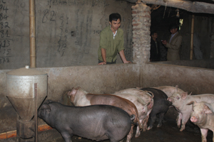Hộ ông Bùi Văn Nhu, xóm Be Trên, xã Chí Đạo (Lạc Sơn) mỗi năm thu nhập trên 200 triệu đồng từ nuôi lợn. 


