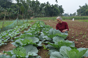 Nhân dân xóm Tân Thành, xã Hợp Thành (Kỳ Sơn) tích cực chuyển đổi cơ cấu cây trồng, nâng cao giá trị thu nhập trên cùng diện tích.