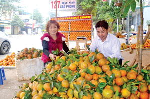 Hộ kinh doanh cam ở khu 2, thị trấn Cao Phong (Cao Phong) chuẩn bị cam V2 để gửi cho khách hàng ở Hà Nội. ảnh: c.l