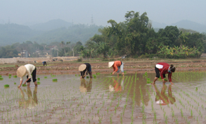 Nông dân phường Tân Hòa (TP Hòa Bình) lựa chọn các giống lúa ngắn ngày để gieo cấy, đảm bảo kịp thu hoạch trước lũ tiểu mãn. 


                        

