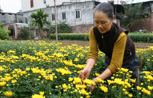 Người dân làng hoa Tân Lập 2, xã Trung Minh (TPHB) chăm sóc hoa phục vụ Tết nguyên đán.