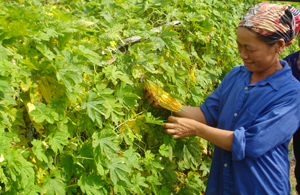 Việc áp dụng, triển khai thực hiện thành công mô hình trồng mướp đắng lấy hạt đã góp phần nâng cao thu nhập cho người dân xã Xăm Khoè (Mai Châu).