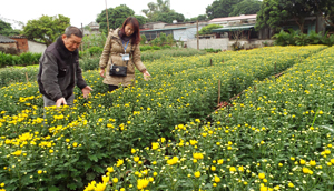 Vườn hoa cúc của gia đình ông Trần Văn Bổng, xóm Tân Lập 2 vào kỳ thu hoạch rộ.