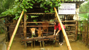 Mô hình vỗ béo bò thịt được triển khai hiệu quả tại xã Phú Cường (Tân Lạc).

