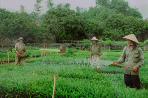 HTX nông lâm nghiệp xã Cố Nghĩa, Lạc Thủy chuyên sản xuất cây keo giống phục vụ cho nhu cầu trồng rừng sản xuất trên địa bàn huyện.