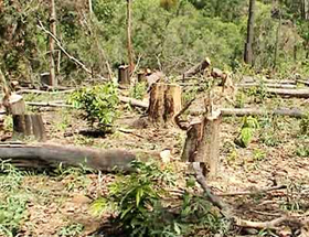 Phá rừng một trong những nguyên nhân của biến đổi khí hậu