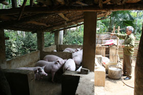 Nhờ mô hình phát triển chăn nuôi lợn thịt quy mô lớn, nhiều hộ nông dân xã Văn Nghĩa có mức thu nhập từ 20-30 triệu đồng/năm