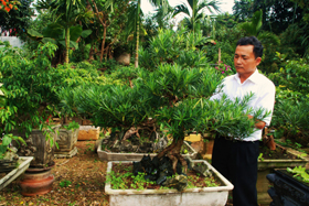 Ông Hoàng Văn Khả ở thị trấn Đà Bắc gắn bó nhiều năm với cây cảnh nghệ thuật.