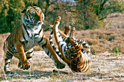 Phần lớn hổ có bộ lông màu cam với những sọc đen. Lông ở bụng và má của chúng có màu trắng