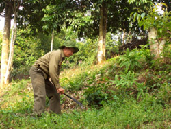 CCB Lý Minh Nông ở xã Lãng Ngân (Ngân Sơn) trồng trám cho thu nhập hơn 10 triệu đồng/năm.