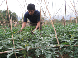 Nông dân xã Thống Nhất chăm sóc cà chua vụ đông