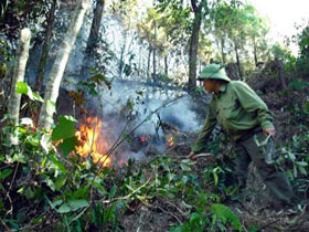Nhiều diện tích rừng của tỉnh đang ở mức nguy cơ cháy cấp IV