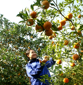 Cao Phong - mùa quả ngọt.