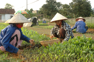 Trồng rừng nguyên liệu là thế mạnh phát triển kinh tế của huyện Lạc Thủy giúp giải quyết việc làm, tăng thu nhập cho người dân địa phương.