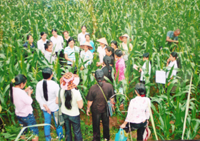 Nông dân xã Yên Quang (Kỳ Sơn) tham gia tập huấn trồng ngô giống mới.