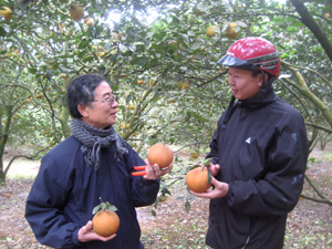 Ông Tạ Đình Đào say sưa giới thiệu giống cam mới