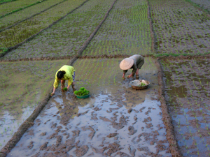 Nông dân xóm Khang Đình, xã Yên Mông đã gieo cấy xong khoảng 50% diện tích