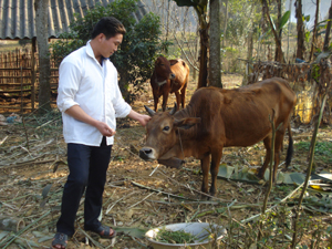 Cán bộ KN-KL xã Cao Sơn (Đà Bắc) kiểm tra bệnh LMLM trên bò tại xóm Sèo.