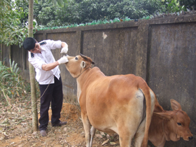 Cán bộ thú y huyện Lạc Thủy kiểm tra bệnh LMLM trên gia súc.