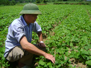 CCB xã Tân Mỹ (Lạc Sơn) trồng cây cụ đậu tăng thu nhập cho gia đình.