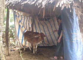 Một số hộ dân ở xã Mường Chiềng (Đà Bắc) đã che chắn chuồng trại, giữ ấm cho gia súc.