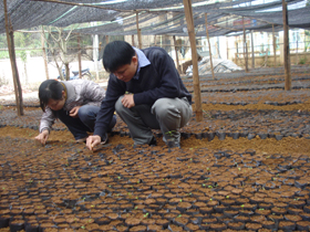 Cán bộ Phòng NN&PTNT Cao Phong kiểm tra chất lượng sinh trưởng của cây giống phục vụ công tác trồng rừng năm 2011.