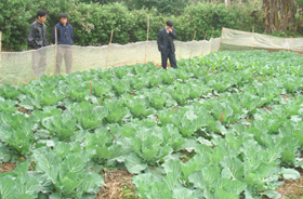 Nhiều hộ dân thị trấn Lương Sơn đầu tư trồng rau theo quy trình rau an toàn cung cấp cho thị trường.