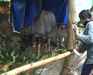 Các hộ dân xã Thung Nai (Cao Phong) làm tốt việc che chăn chuồng trại trong những ngày rét, cho gia súc ăn thức ăn tinh phối hợp thức ăn thô. (ảnh Tuấn Hưng).