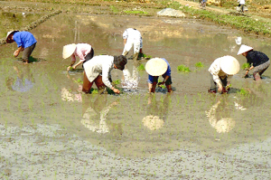 Nông dân xã Đồng Tâm, Lạc Thủy tập trung gieo cấy lúa chiêm - xuân trong khung thời vụ.