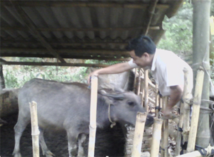 Thú y viên xã Vĩnh Đồng (Kim Bôi) tiêm phòng tụ huyết trùng cho đàn gia súc vụ đông - xuân