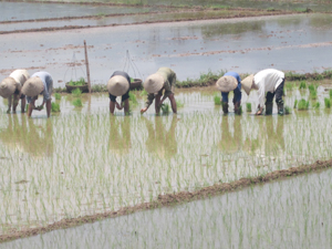 Nông dân xã Dân Hạ (Kỳ Sơn) tập trung cấy lúa chiêm xuân.
