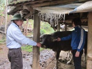 Thành phố Hòa Bình kiểm soát tốt tình hình đói rét, dịch bệnh trên đàn gia súc (trong ảnh: Tiêm phòng LMLM vụ xuân 2012 cho trâu, bò tại xã Yên Mông).