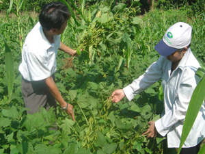 Mô hình nhân giống đậu tương quy mô 3,8 ha thực hiện tại xã An Bình (Lạc Thủy) được đánh giá đem lại hiệu quả kinh tế, có sức lan rộng.