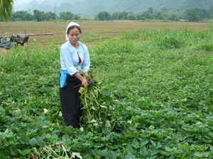 Người dân xóm Rảy Giữa, xã Phú Lương trồng khoai lang vụ đông tăng hệ số quay vòng đất.