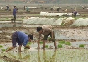 Nông dân xóm Chiềng 2, xã Vĩnh Đồng (Kim Bôi)  tập trung gieo cấy đảm bảo sản xuất đúng   thời vụ.