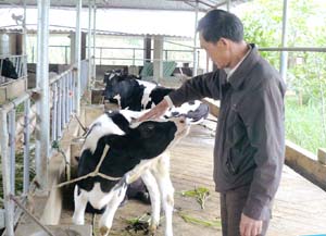 Mô hình chăn nuôi bò sữa ở xã Nhuận Trạch (Lương Sơn)  được đánh giá là thực hiện liên kết 4 nhà  đem lại hiệu quả kinh tế cao.

