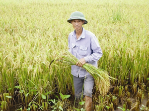 Nông dân sản xuất lúa sẽ được Chính phủ hỗ trợ tiền hàng năm.  
