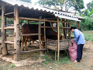 Nông dân xã Mường Chiềng (Đà Bắc) chủ động dự trữ thức ăn phòng - chống đói, rét cho đàn gia súc.