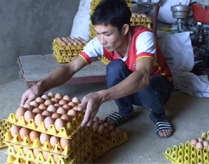 Với mô hình nuôi gà siêu trứng, mỗi ngày, anh Nguyễn Quang Tùng, thôn Cố Thổ, xã Hòa Sơn (Lương Sơn) thu hơn 4.000 quả trứng cung cấp cho thị trường.