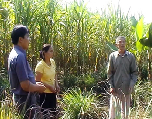 Từ vốn vay của NHCSXH, nhiều hộ gia đình ở xã Thu Phong (Cao Phong) đầu tư trồng mía đem lại hiệu quả kinh tế cao.