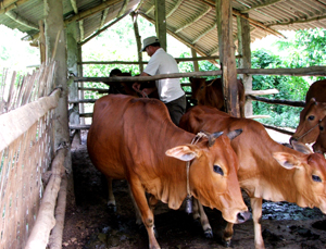 Nhân dân xã Nam Phong (Cao Phong) đầu tư xây dựng chuồng trại và nhốt nuôi trâu, bò để phòng chống dịch bệnh.