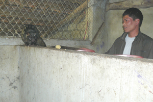 Hội viên Hội gây nuôi sinh sản, sinh trưởng động vật hoang dã xóm Đồng Mới, xã Đồng Tâm được hỗ trợ vốn gây nuôi chồn hương.