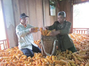 Nông dân xóm Khan Hạ được mùa ngô.

