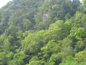 Một góc rừng Ngọc Sơn – Ngổ Luông.