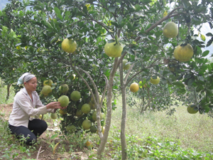 Gốc bưởi Diễn hàng trăm quả của hộ nông dân Bùi Thị Quê, xã Cao Sơn.

 

